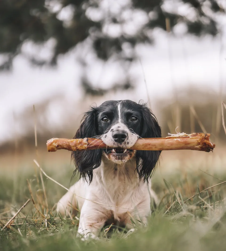Anco Naturals | Natural Dog Treat Chew | Red Deer Leg