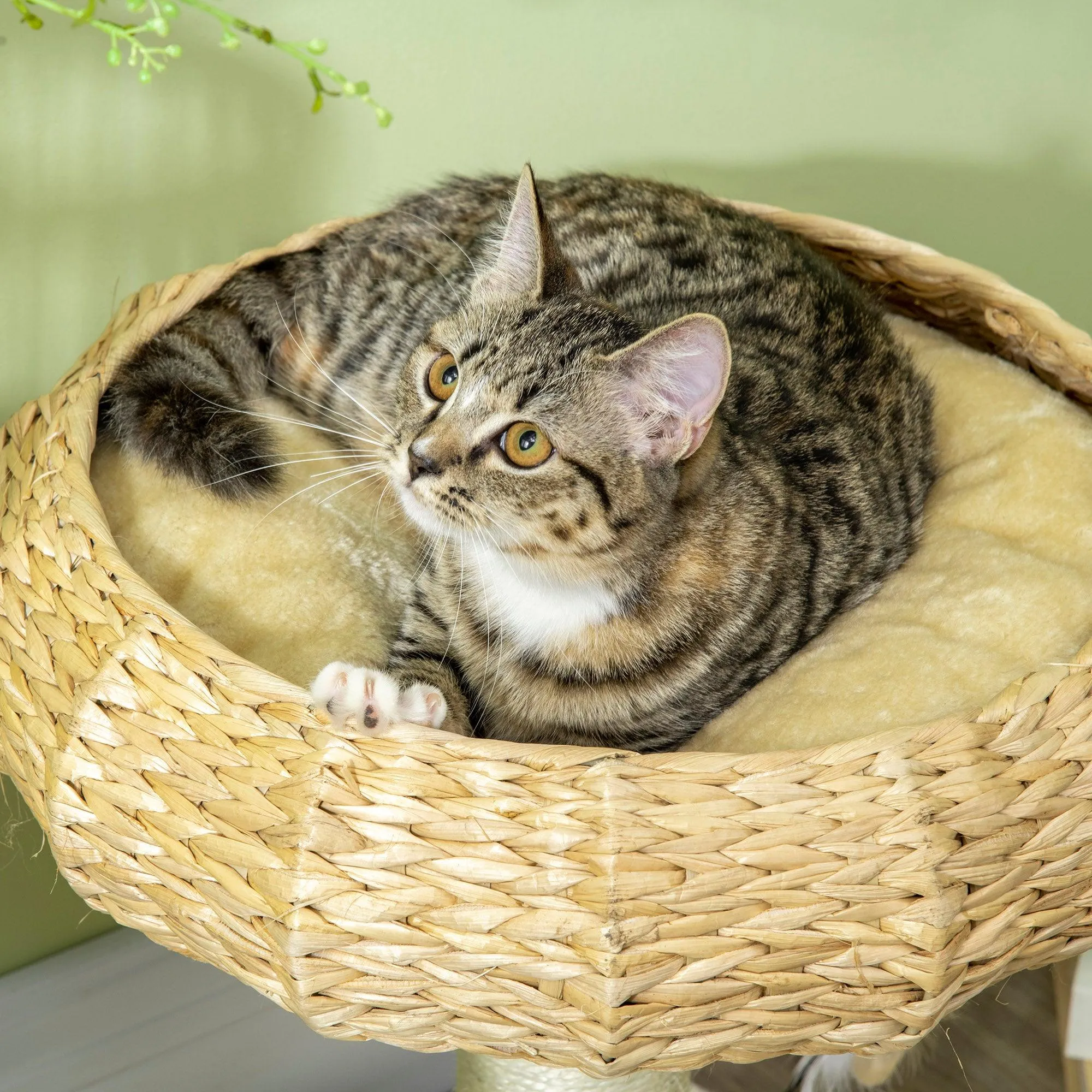 Compact Cat Climbing Tree Activity Center, 51cm - Beige