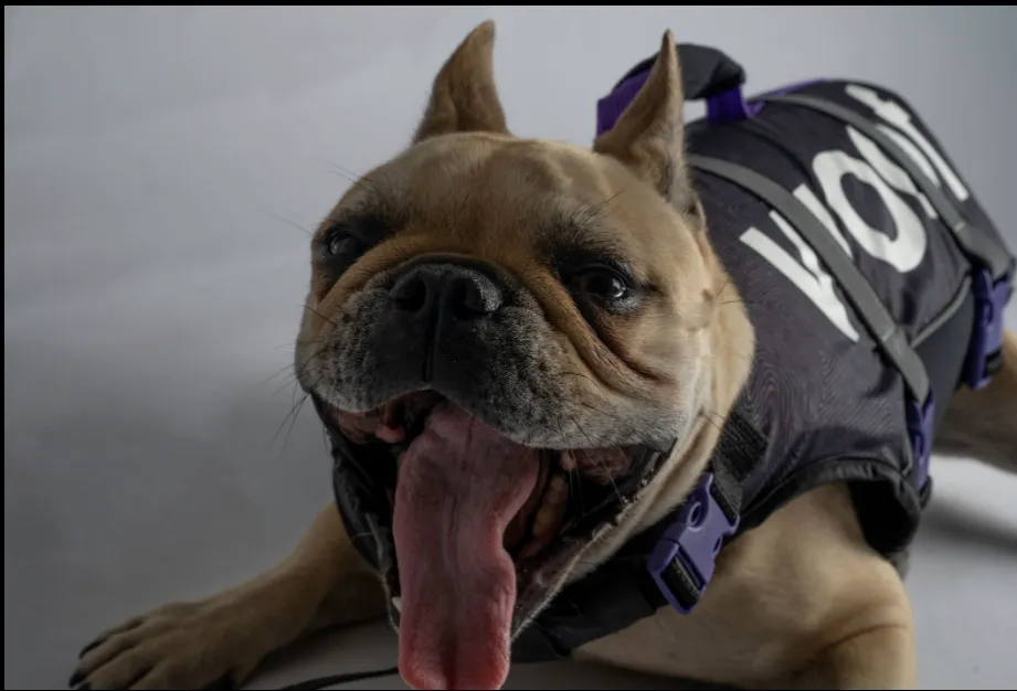 Follow Pet Vest BLK/GRY