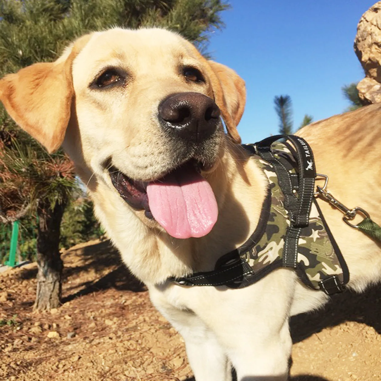 MerryBIY Adjustable Dog Harness with  & Collars, Leashes with Locking devices