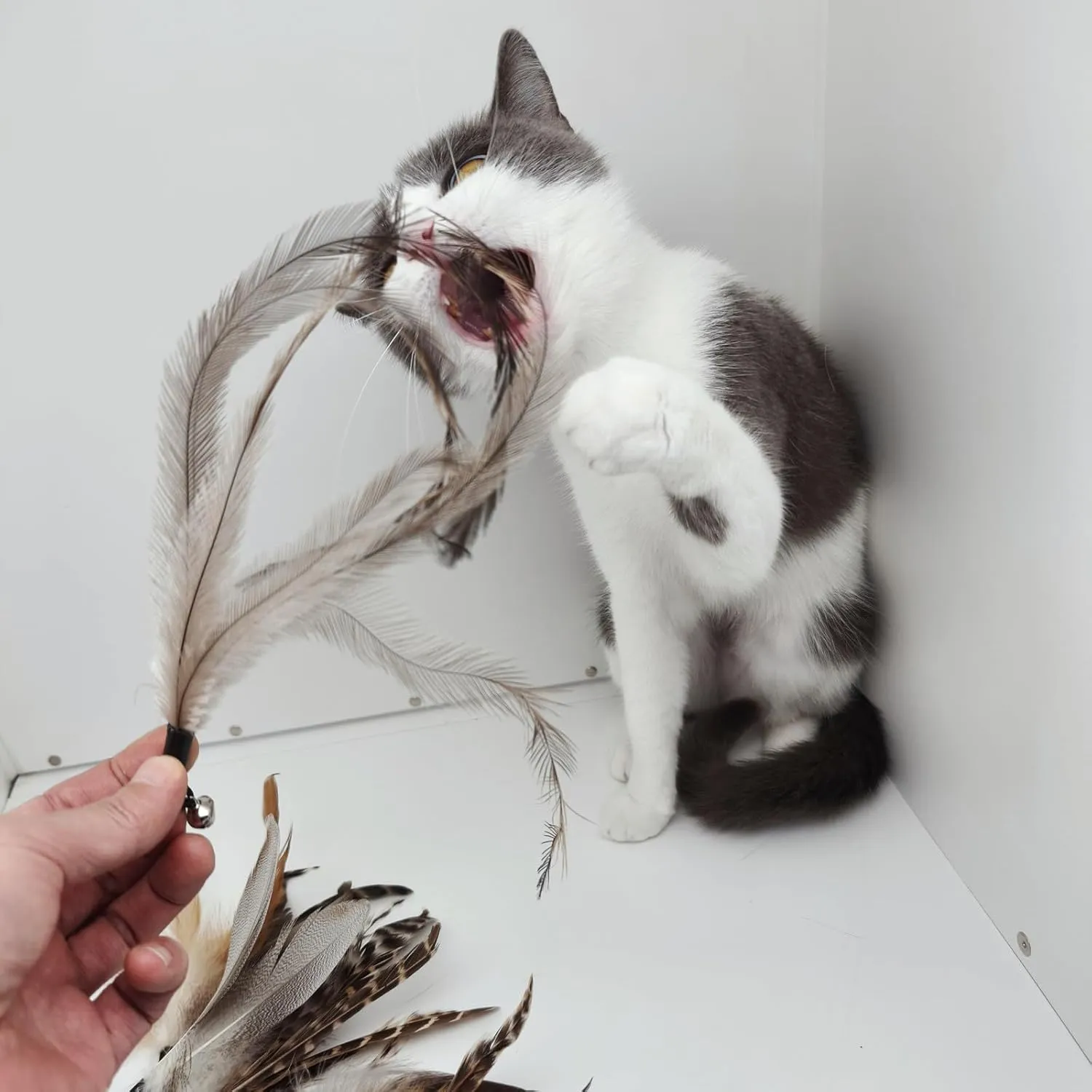 Natural unstained Feathers,8PCS Cat Feather Toys Replacement Wand Toy Refills, Cat Feathers Refill for Indoor Cats,Perfect Wand Attachments