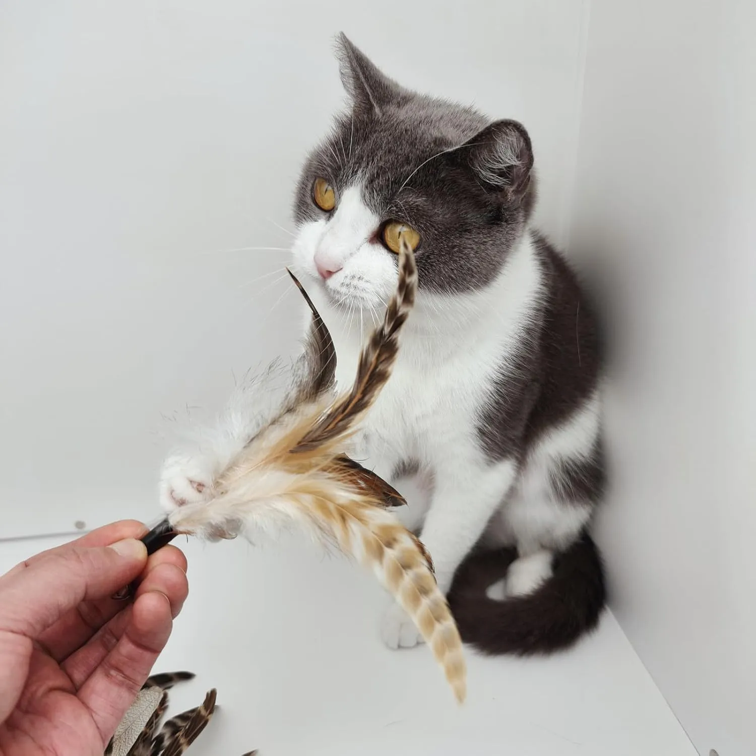 Natural unstained Feathers,8PCS Cat Feather Toys Replacement Wand Toy Refills, Cat Feathers Refill for Indoor Cats,Perfect Wand Attachments