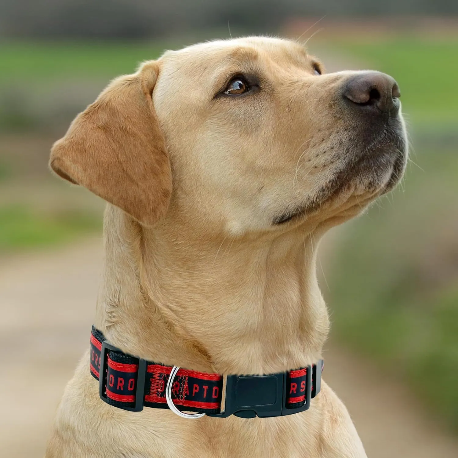 New & Improved Pets First NBA ,,, NBA 