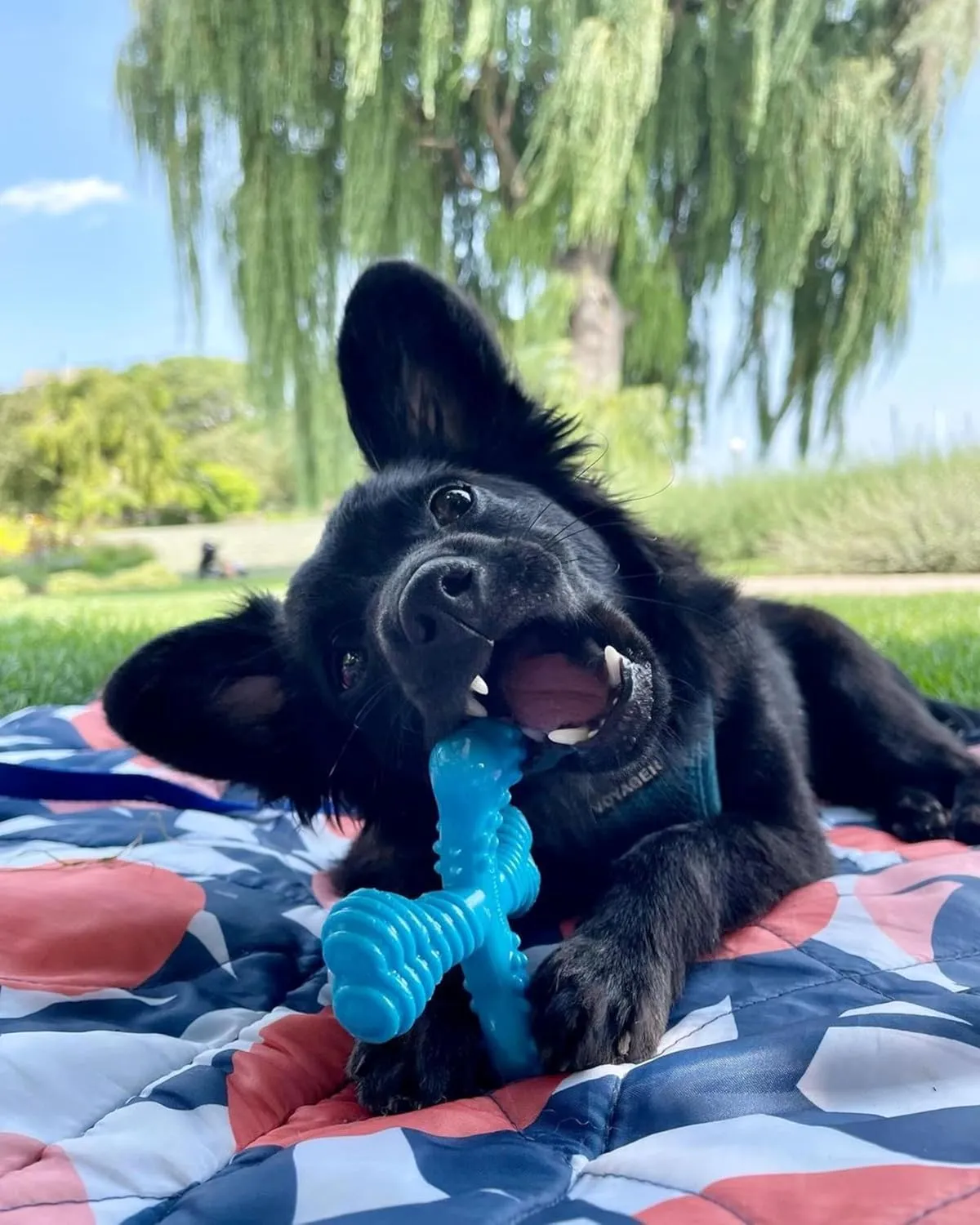 Nylabone Comfort Hold X-Bone Power Chew Toy for Dogs, Dog Toys for Aggressive Chewers, Beef Flavor, Small - Up to 25 lbs, 1 Count