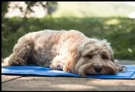 Pet Cooling Mat