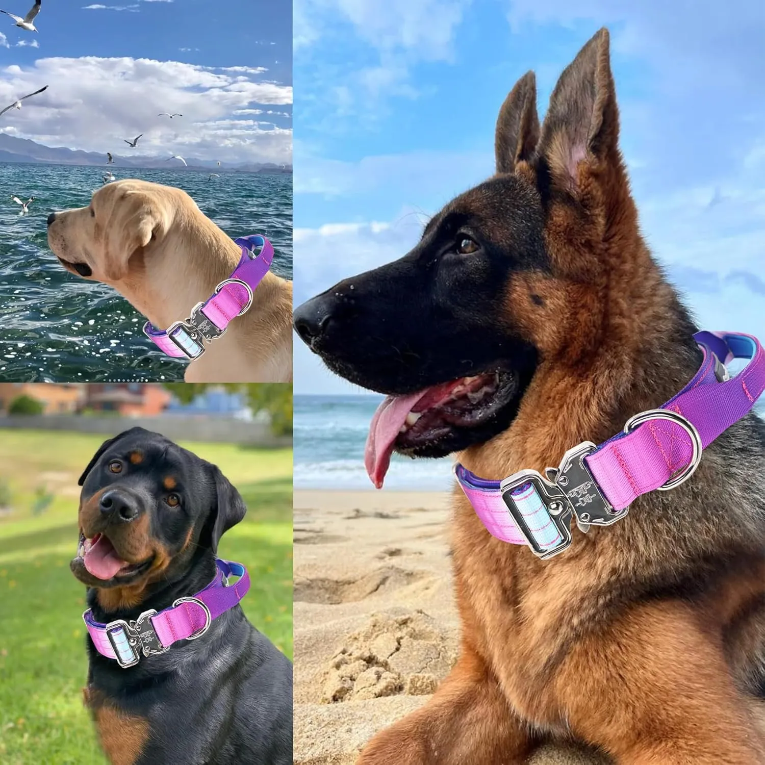 Tactical Dog Collar, Wide Thick Heavy Duty Dog Collar with Handle, Soft Neoprene Padded Military-Grade Nylon Training Collar with Quick Release Metal Buckle for Large Dogs(Purple, L,XL)